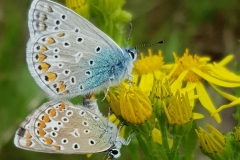 20190721_Hauhechel-Blaeulinge-scaled