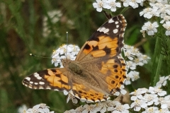 20190729_Distelfalter