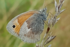 20190804_Kleiner-Heufalter-scaled