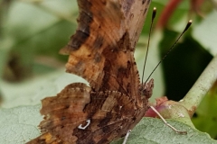 20190904_C-Falter2