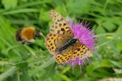 20190904_Wander-Perlmuttfalter