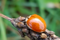20201107_Marienkaefer