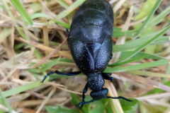 20190427_SchwarzerOelkaefer