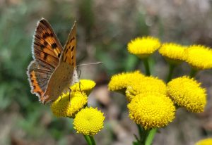 Feuerfalter auf Rainfarn