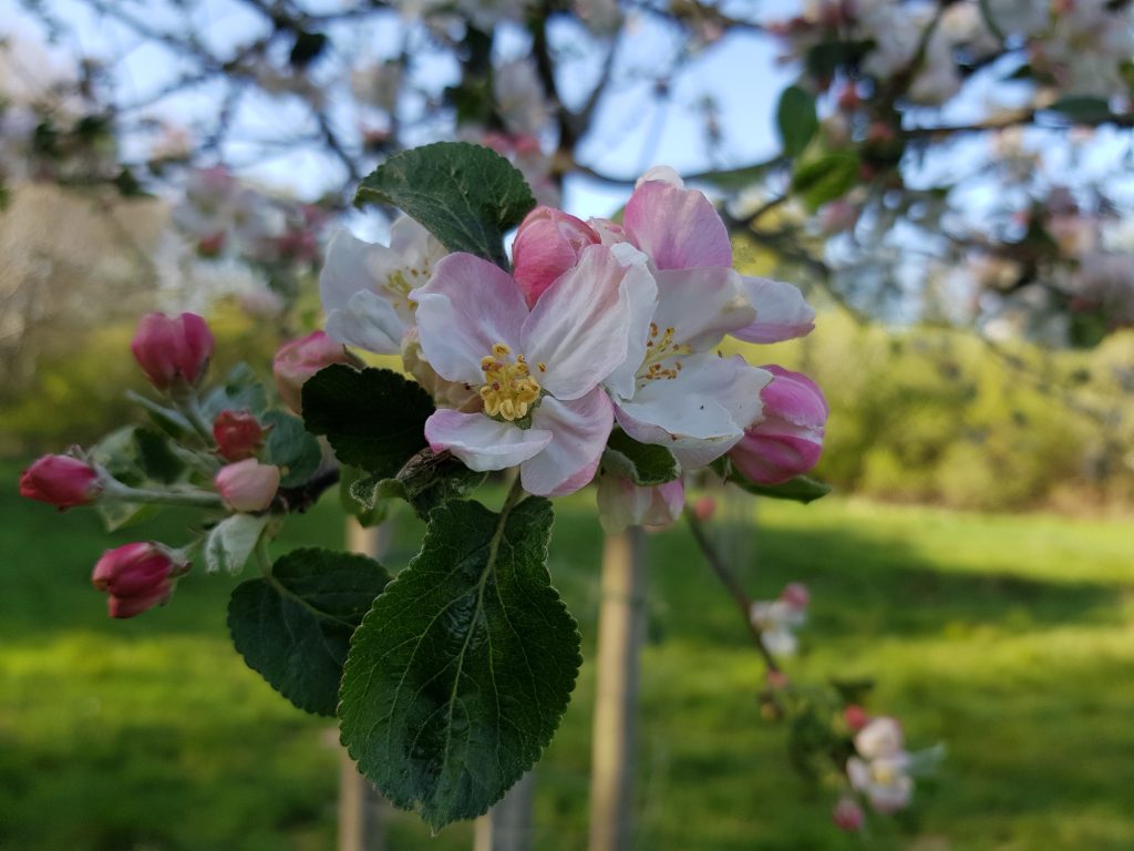 Apfelblüte von Prinz Albrecht