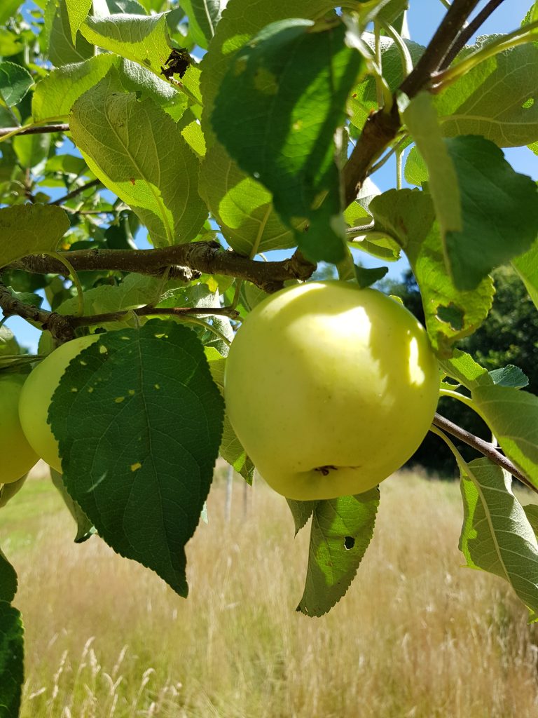 Weißer Klarapfel